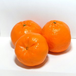 【2027年1月下旬より発送】【大分市名産】まぼろしの逸品 志手ぽんかん サイズおまかせ5kg C09020