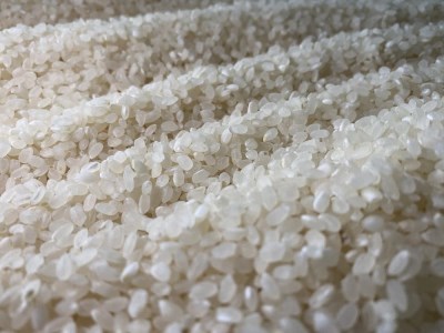 【令和8年産予約】大自然で育てた「コシヒカリ」10kg(5kg x 2) 白米 100％単一原料米 産地直送米 贈答 おいしい お米 精米 コシヒカリ ブランドコシヒカリ おこめ 健康 ギフト 内祝い 贈り物 送料無料 おすすめコシヒカリ 人気 口コミ [CB01]