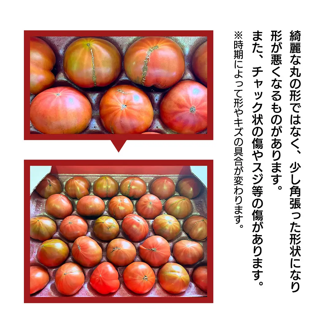 《 2027年 収穫分 》 訳あり スーパーフルーツトマト 大箱 約2.6kg × 2箱  (20～35玉/1箱) 糖度9度以上 先行予約 茨城県 桜川市 KEK 国産 トマト フルーツトマト ブランドトマト 訳アリ 不揃い 野菜 ギフト 贈答 [BC039sa]
