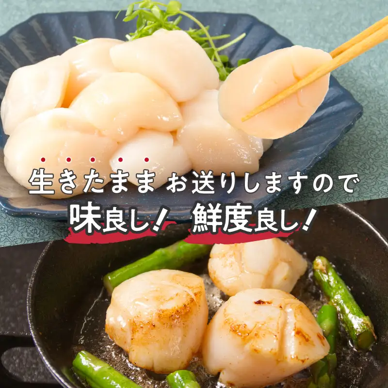【予約：2026年4月から順次発送】とれたて新鮮！オホーツク海産 活ホタテ貝 4kg 15～35枚 ( 魚介 海鮮 貝 帆立 ほたて ホタテ 4キロ カレー シチュー 肉厚 )【114-0085-2026】
