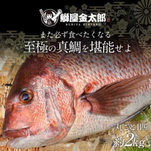 【冷蔵】たいセミドレス N018-YA5524