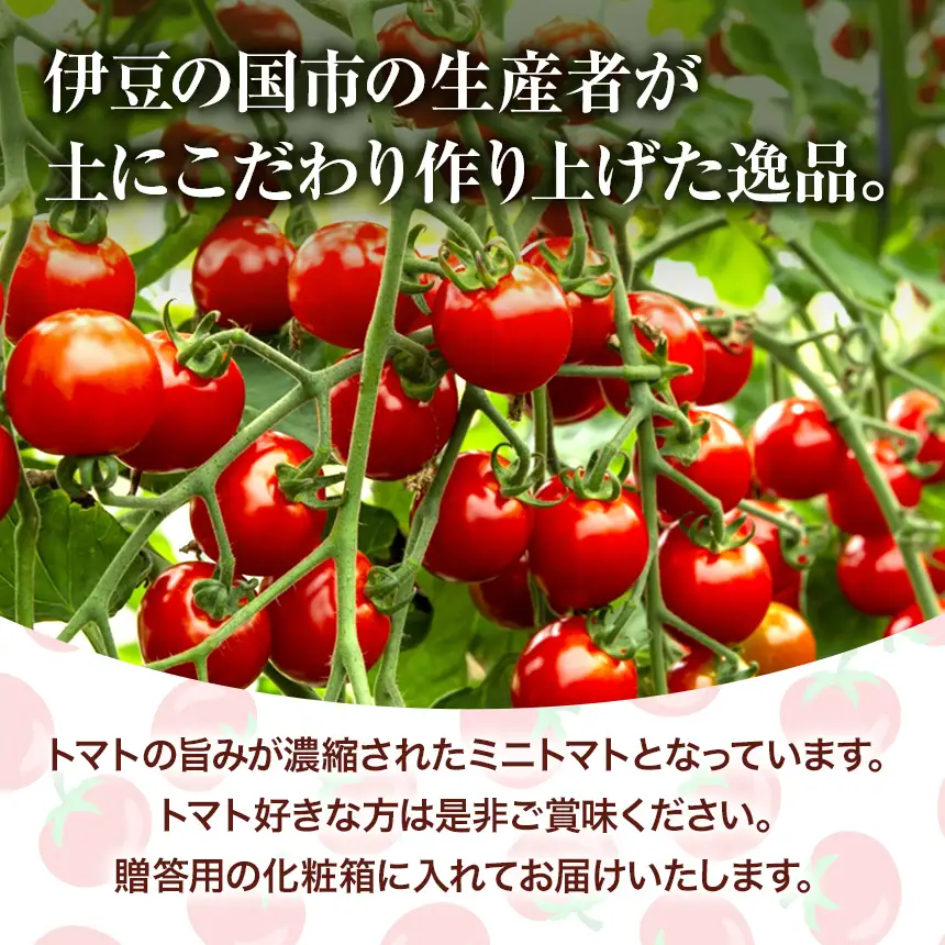umamiトマト（化粧箱入り）