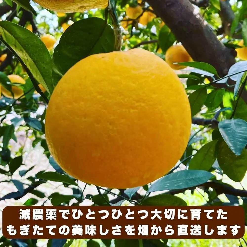 【先行予約:2027年4月下旬～順次発送】訳あり 河内晩柑 5kg 愛南ゴールド 河内晩柑 蜜柑 みかん Mikan 愛南フルーツ 愛媛 愛南