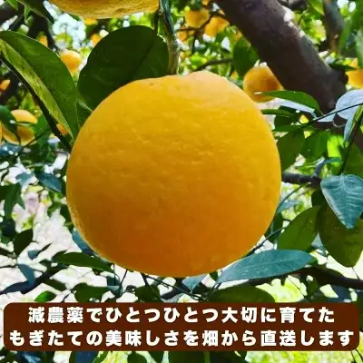 【先行予約:2027年4月下旬～順次発送】訳あり 愛南ゴールド 10kg  河内晩柑 愛南ゴールド愛南フルーツ 愛媛県 愛南町