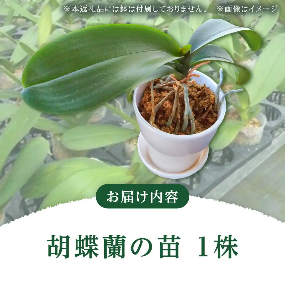 【家で育てる！】胡蝶蘭 苗1株 胡蝶蘭 洋蘭 苗 [BDAB001]