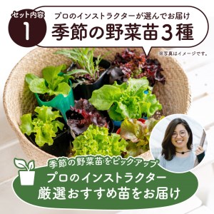 はじめての家庭菜園キット「サラダガーデン」（プランター色：ブラック）011BK01N.／レタス 苗 サラダ野菜 苗 プランター ガーデニング 野菜 栽培 ベランダ菜園 野菜苗 培土 園芸