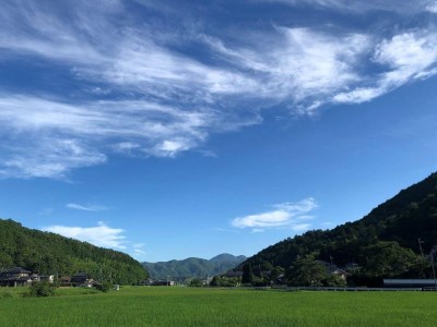 有機コシヒカリ 新米 丹波篠山の山水栽培 5kg 有機コシヒカリ