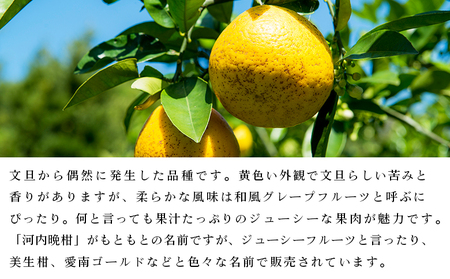 【先行予約】＜無茶々園のジューシーフルーツ（河内晩柑）約3kg＞果物 かわちばんかん みかん ミカン 蜜柑 柑橘 期間限定 季節限定 食べて応援 特産品 愛媛県 西予市 【常温】『2027年4月上旬～6月上旬迄に順次出荷予定』AMC0008