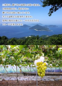 【8月下旬より発送】シャインマスカット5kg (6～7房)【700g以上】【糖度17度以上】