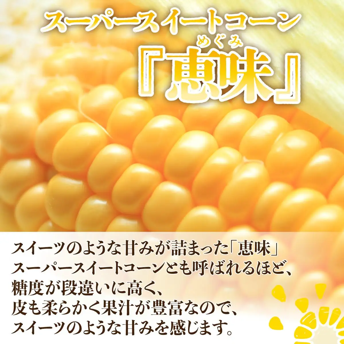 ＜2026年先行予約＞北海道産 朝もぎ とうもろこし 恵味 L-LLサイズ 約400g×10本 スイートコーン ゴールドコーン トウモロコシ とうきび コーン 旬 完熟 野菜 甘い おやつ 産地直送 お取り寄せ 北海道 藤川農園 送料無料 伊達 55250480