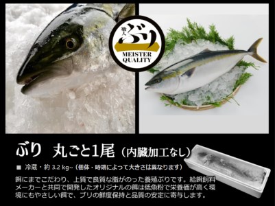 AQ-4713-202605／【鹿児島産ぶり】冷蔵・ぶり丸ごと1尾（内臓処理なし）