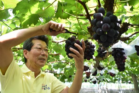 【期間限定】ピオーネ ぶどう 2kg 4房 5房 潮騒熟成 7月下旬～8月下旬順次発送 種なし 鳥取県 湯梨浜町 果物 フルーツ 特産品 送料無料 人気 おすすめ JA 産地直送 先行予約 葡萄 ブドウ くだもの 甘い 濃厚 新鮮 摘みたて 進物 贈答 プレゼント | 28M