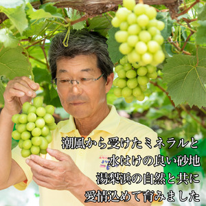 【期間限定】シャインマスカット 選べる 内容量 700g 1房 潮騒熟成 9月上旬～10月上旬頃順次発送 ぶどう 鳥取県 湯梨浜町 果物 フルーツ 送料無料 先行予約 葡萄 ブドウ くだもの 甘い 種なし 特産品 JA 新鮮 進物 贈答 贈り物 プレゼント | 31M