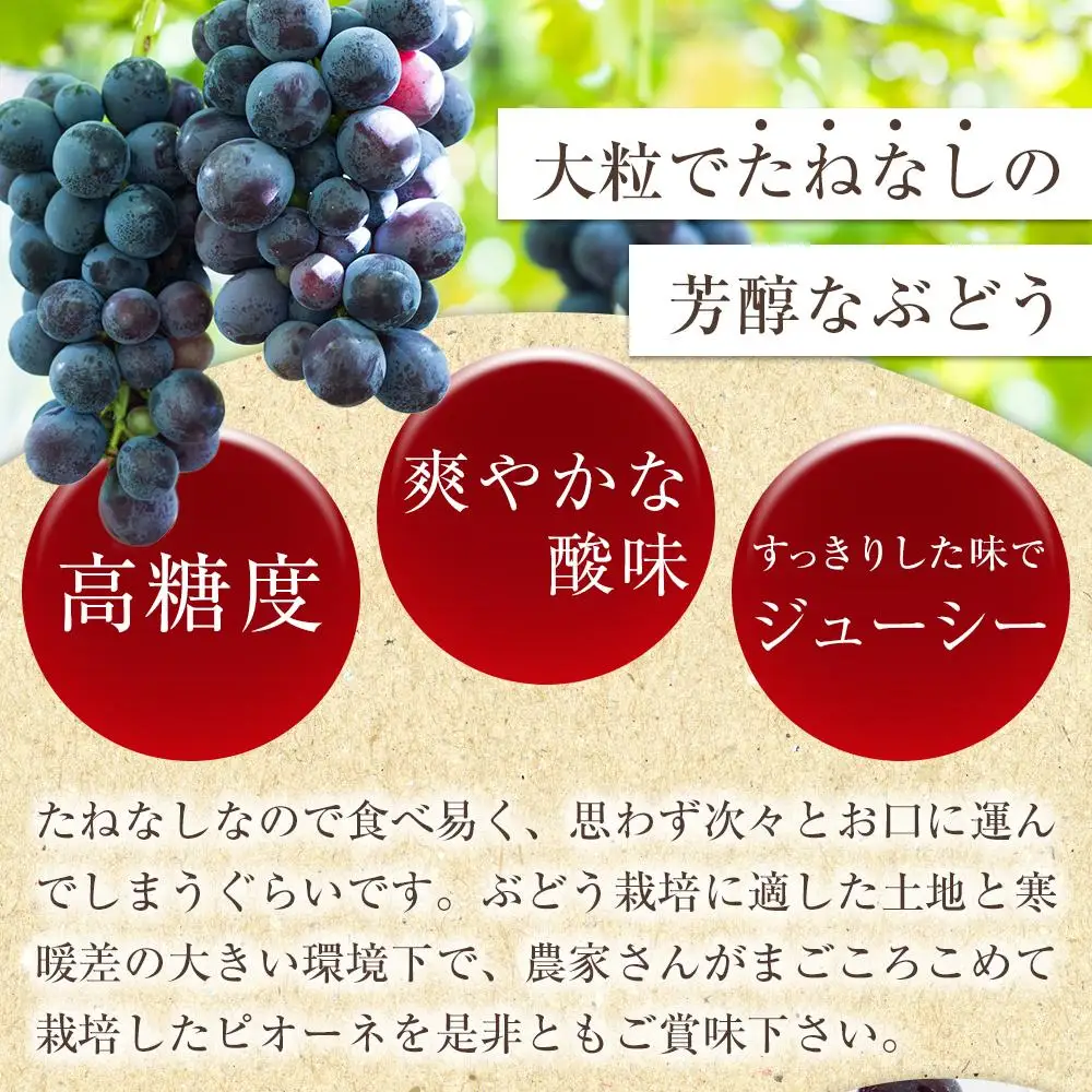 【新鮮・産直】和歌山かつらぎ町産たねなしピオーネ約2kg★2026年8月中旬頃より順次発送【TM164】