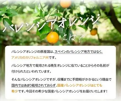 秀品 希少な国産バレンシアオレンジ 5kg［2027年6月下旬頃～2027年7月上旬頃に順次発送］［UT76］