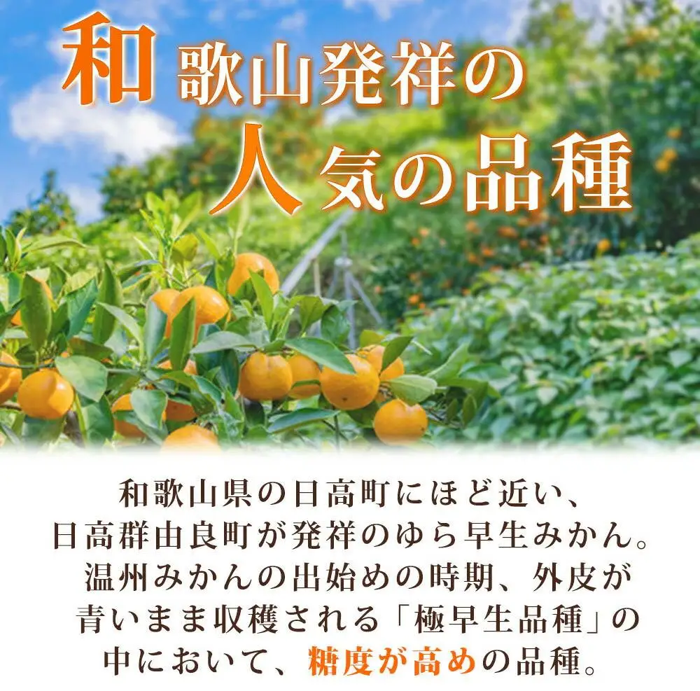 紀州和歌山有田産ゆら早生みかん　5kg［2026年発送］［UT34］