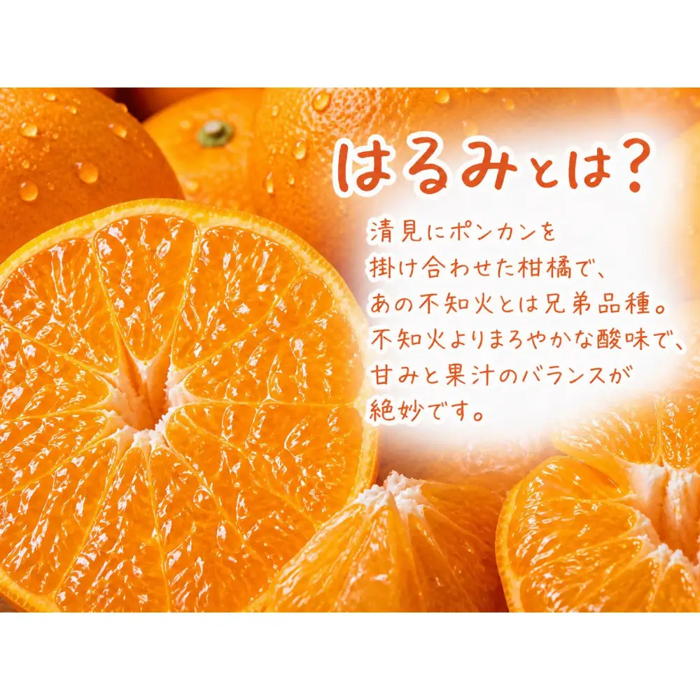 果肉ぷりぷり!完熟はるみ　５ｋｇ［2027年2月上旬頃～2027年2月下旬頃に順次発送］［UT22］