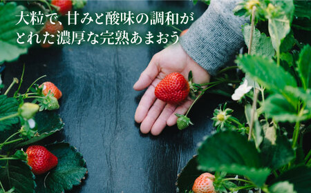 【先行受付】完熟 あまおう 270g × 4パック 苺 いちご【2027年1月以降順次発送】 《糸島》【slowberry strawberry】 [APJ001] ランキング 上位 人気 おすすめ