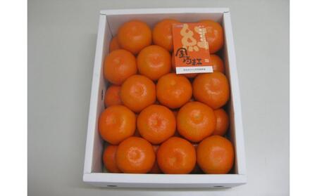 小原紅早生みかん 金時紅 約2.5kg 化粧箱入 【11月下旬頃～発送】