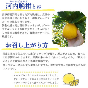 日越農園 愛媛県明浜産 河内晩柑 10kg AHN0003