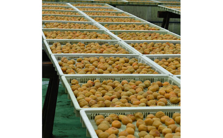 【定期便】紀州南高梅 7種の風味 500g×12ヶ月 ご家庭用_BL6153