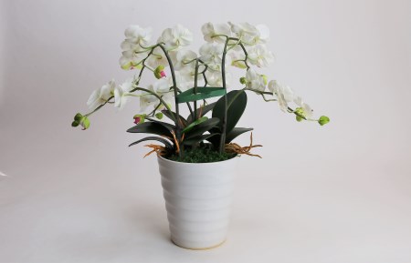 綺麗で丈夫な三河陶器で贈る 光触媒胡蝶蘭小輪３本立（白の陶器×白桃色の花） H100-083