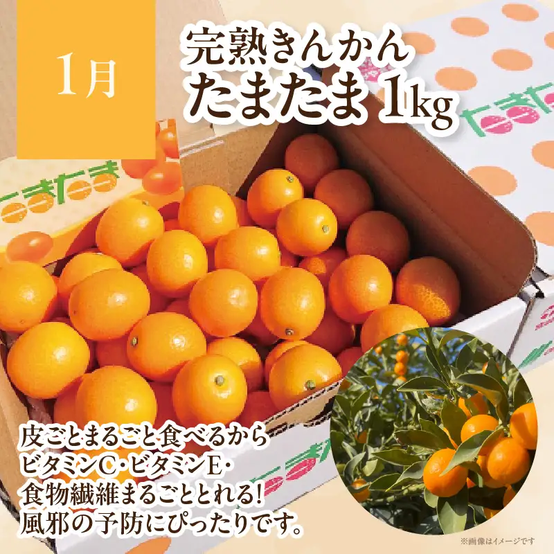 【4ヶ月定期便】 JA綾町 いつでもフルーツ定期便 《きんかん／日向夏／マンゴー／ライチ》 果物 フルーツ くだもの 柑橘 完熟きんかんたまたま 種なし 完熟マンゴー おすすめ おすそ分け おやつ スイーツ デザート 常温 産地直送 宮崎県 綾町 送料無料【JA綾町】_A0114-2621