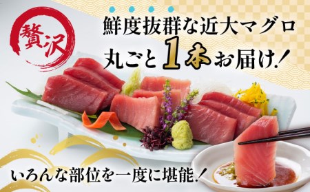 【海のダイヤ！近大マグロ そのまま1本お届け】長崎県 五島産 近大マグロ 丸ごと1本 40kg以上！ 鮮魚 赤身 大トロ 中トロ【ツナドリーム五島】 [PES001]