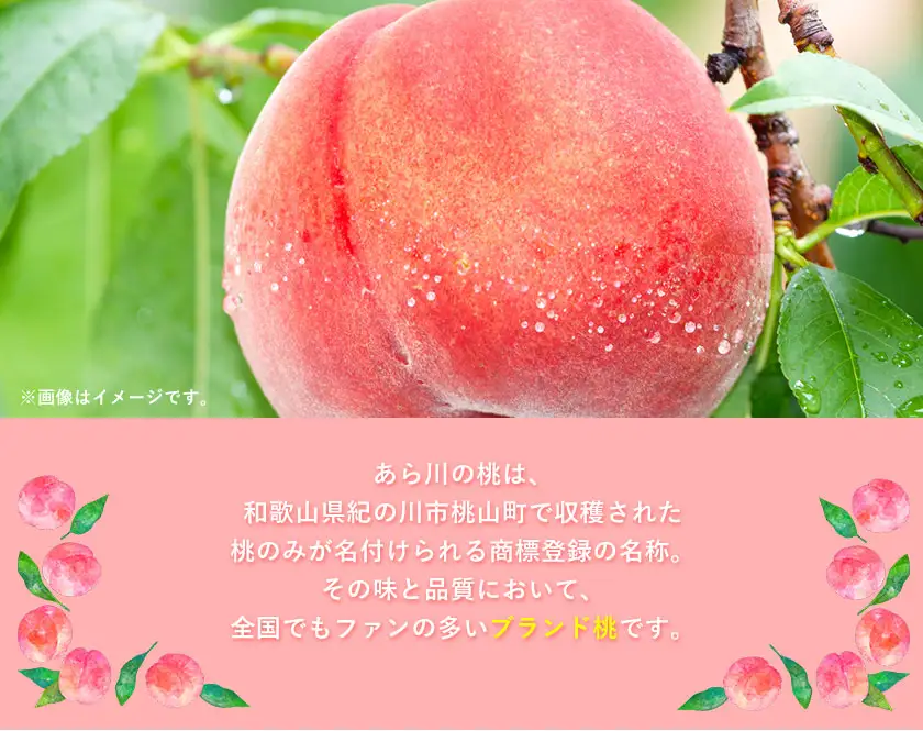 あら川の桃 秀品 約1.5kg (4玉～6玉)