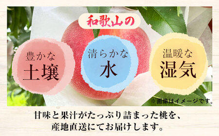 和歌山県産 桃 秀品 約4kg(12玉～16玉)