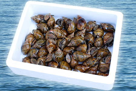活黒バイ貝２kg（冷蔵便） 富津産