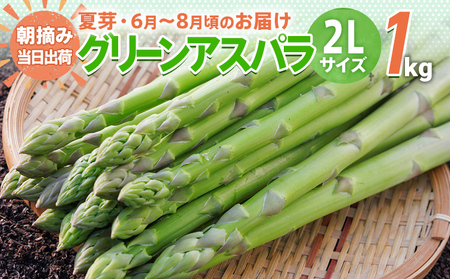 先行予約 アスパラ 2Lサイズ 1kg 朝採り 直送 夏芽 グリーンアスパラガス 朝採れ 数量限定 【2026年6月から8月お届け】 BT06