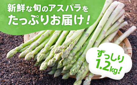 先行予約 アスパラ LMサイズ 1.2kg 朝採り 直送 夏芽 グリーンアスパラガス 朝採れ 数量限定 【2026年6月から9月お届け】 BT07