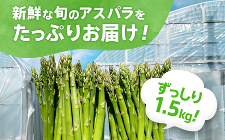 数量限定 訳あり 規格外 アスパラ 2L～Sサイズ 1.5kg 朝採り 直送 夏芽 グリーンアスパラガス 朝採れ 先行予約 【2026年6月から8月お届け】 BT08