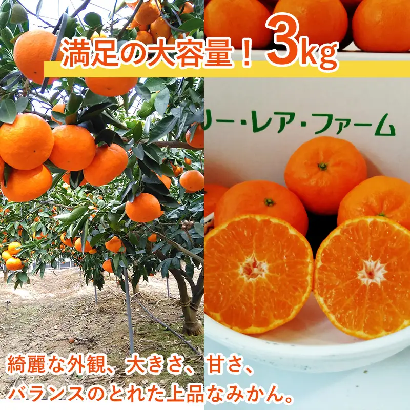『先行予約』【令和9年1月下旬発送】浜王(はまおう) ハウス栽培 唐津産 3kg 口之津(くちのつ) 39号みかん