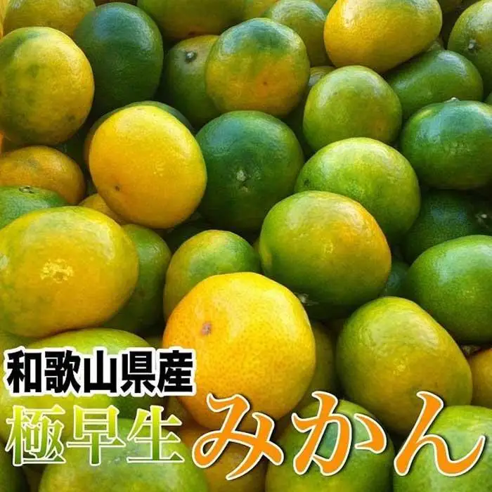 和歌山産 ［極早生］みかん 10kg ［ご自宅用・サイズ不揃い・キズ等あり］［ヤマタ大谷商店］