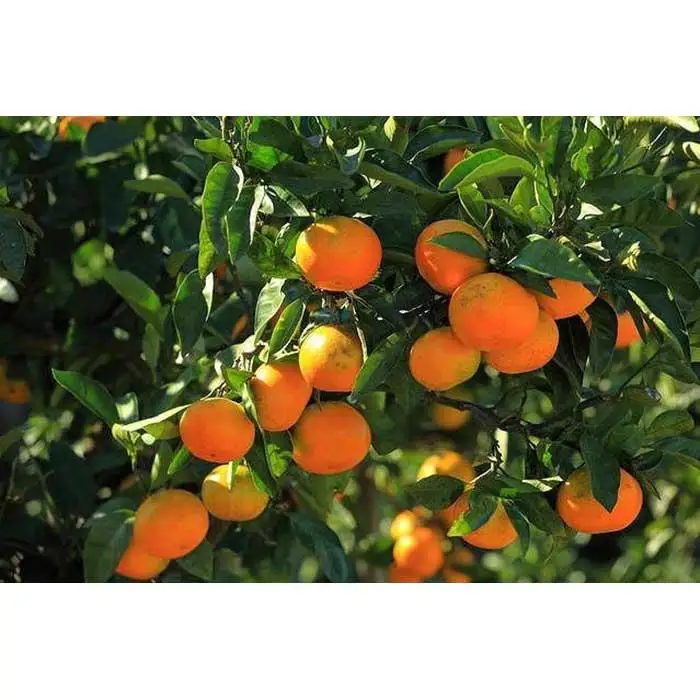 和歌山産 みかん 秀品 3kg［ヤマタ大谷商店］