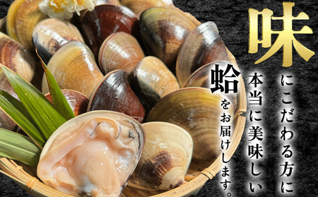 はまぐり 2kg (500g×4袋) 小分け 中サイズ 岬だより 【蛤 はまぐり】