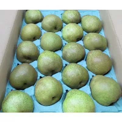 西洋梨（ラフランス）５ｋｇ　0110-2605