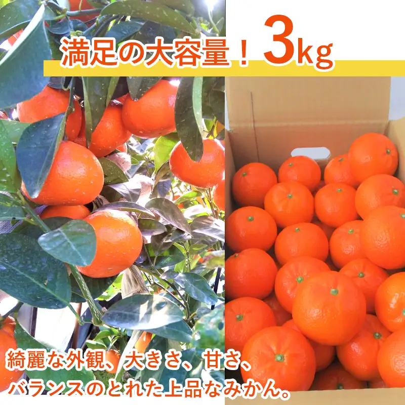 『先行予約』【令和9年2月中旬発送】マーコット(ハウス栽培) 唐津産 3kg