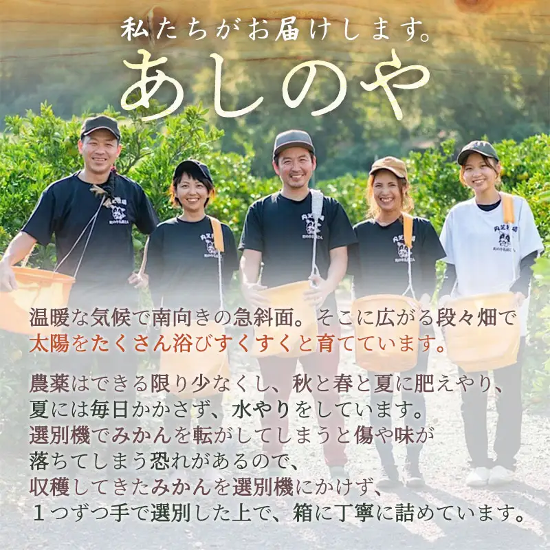 【2027年先行予約】和歌山県産 有田の はるみ 8～11玉 (L～3Lサイズ混合)_ZE6206n