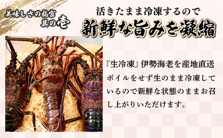 【先行予約】【数量限定】＜生冷凍＞宮崎県串間産 天然伊勢エビ(計約1kg前後・2～4匹)_K027-013