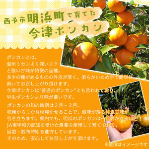 日越農園 愛媛県明浜産 今津ポンカン 5kg AHN0001
