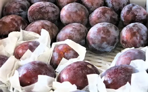 プルーン　１.２ｋｇ　大玉～中玉　0075-2605