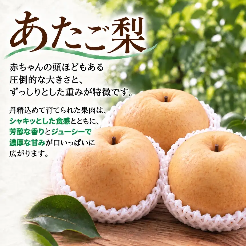 甘さと酸味と食感を楽しむ あたご梨 約5kg