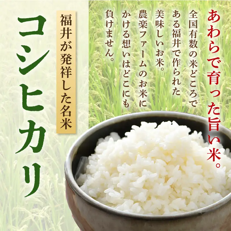 【先行予約】【令和8年産・新米】【一等米】いっちょらい 精米 10kg×1袋 ／ 福井県産 ブランド米 コシヒカリ ご飯 白米 お米 コメ 新鮮 大賞 受賞 新米 福井県あわら産 ※2026年9月下旬以降順次発送予定 [aw012-b029]