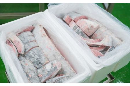 マグロを丸ごと！天然キハダマグロ（最大30kgサイズ）１匹分セット　CH-73