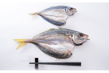 【一本釣り！船上活け〆】真祐丸産 特大デカアジの干物　５枚　SE-6 