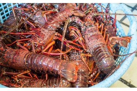 活伊勢エビ ＜ 生 ＞ 約1.5kg （２～５尾） 天然 活き 活イセエビ 伊勢エビ 伊勢海老 伊勢えび いせえび イセエビ エビ えび 海老 刺身 豪華 イセエビ お造り 《10月20日～4月期間限定出荷：先行予約も可（到着日時指定必須商品）》 HA-f-63