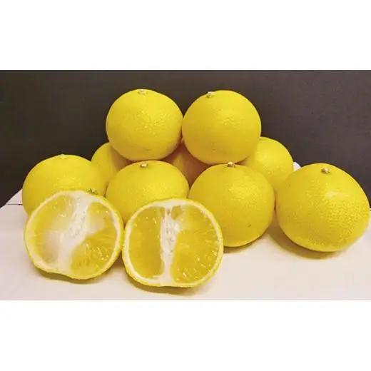 【 和 レモン 】 3kg 柑橘 生果実 レモン C168